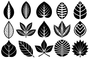 Generate A Set Of 20 Different Style Leaf Icon Black And White Vector