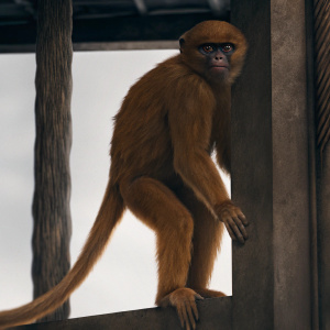 Cartoony monkey illustration. Annoyed expression. Furrowed brows, tight lips, raised stance. Light brown fur texture. Long tail. Against simple white backdrop.