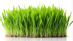 green grass isolated on white background cutout