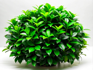 green leaf bush on a white background Sharp picture quality, high resolution