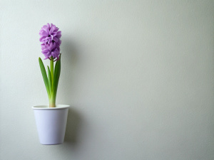 minimalist 1 Hyacinth