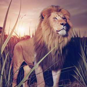 Simba, from Disney's The Lion King, in a hyper-realistic 3D rendering. Simba stands in a field of tall grass, golden sunset behind.