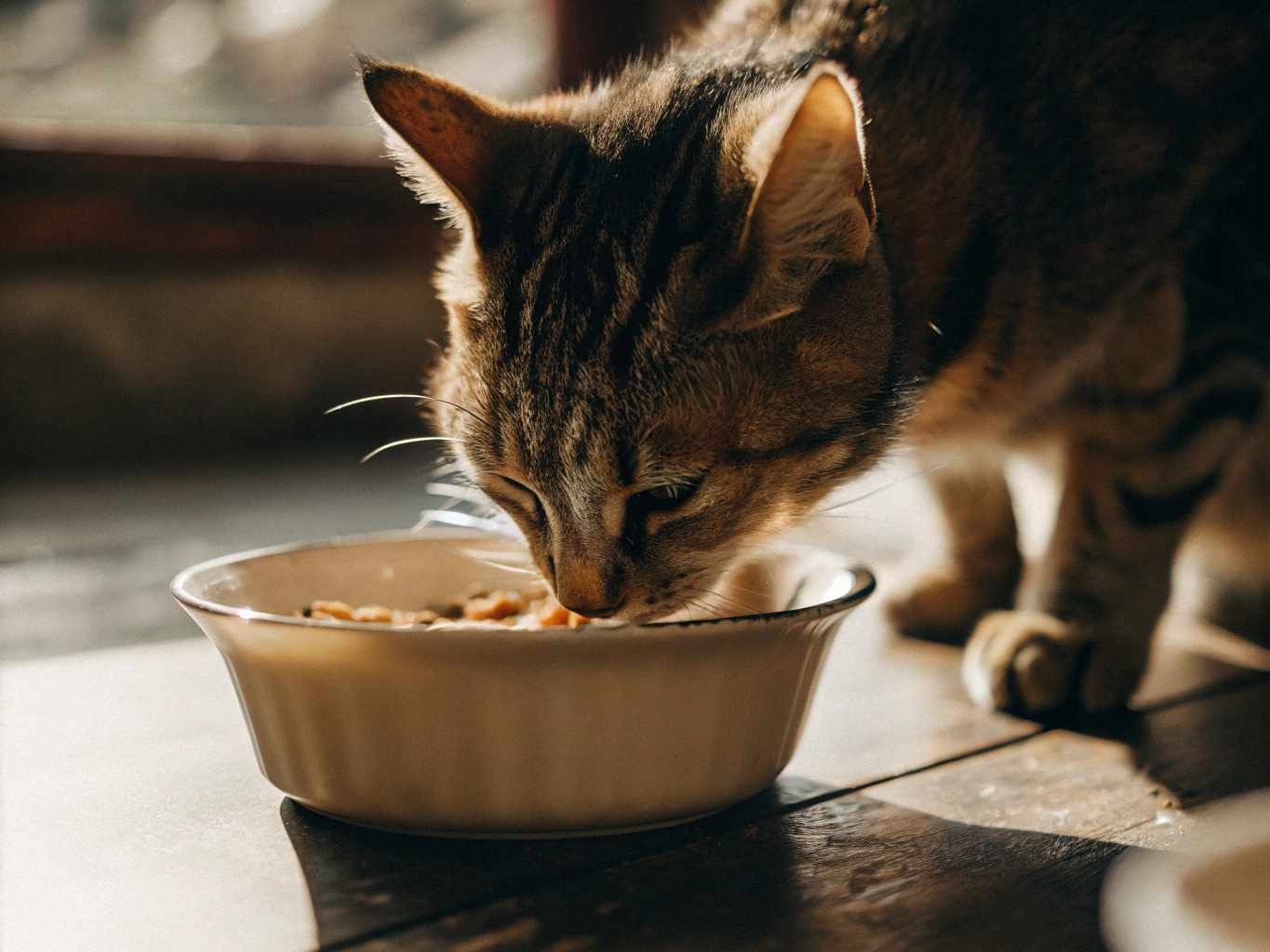 The cat eats its food from a bowl.