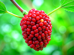 Mulberry, Fruit