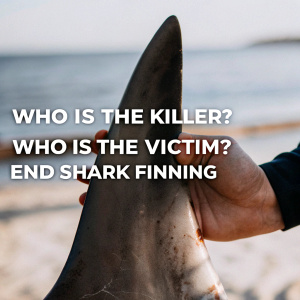 PETA's powerful anti-shark finning campaign. A bloody shark fin displayed in the palm of a hand. Text reads 'WHO IS THE KILLER?' and 'WHO IS THE VICTIM?' with 'END SHARK FINNING' in bold.