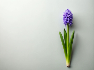 minimalist 1 Hyacinth