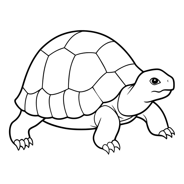 Hermann's Tortoise, Testudo Hermanni - Recraft