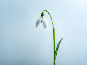 minimalist 1 Snowdrops