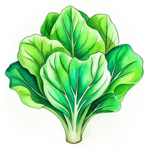 lettuce