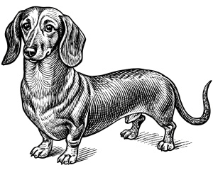 weiner dog 