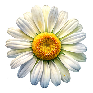 DAISY