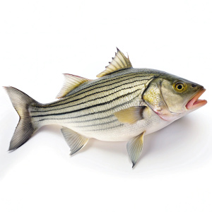 create a high quality a Fresh white striped bass fish white background