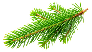 Spruce branch. Green fir isolated on white background