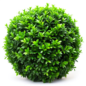 green leaf bush on a white background Sharp picture quality, high resolution