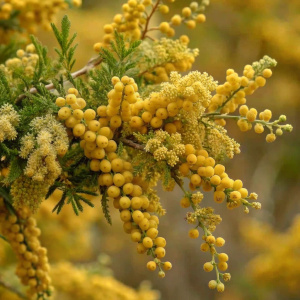 imagen realista de rama de la planta de gobernadora color amarilla 