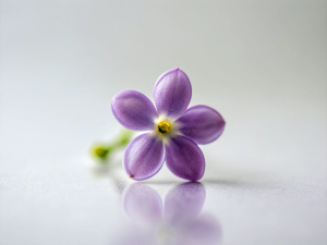 single Lilac micro shoot in spring white background