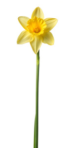 yellow daffodil, long stem