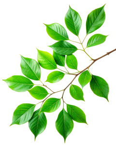 Illustration of one leafy tree branch on a white background. Clear quality 4k