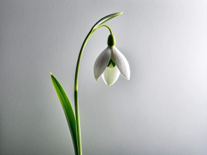 minimalist 1 Snowdrops