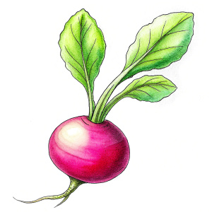 radish