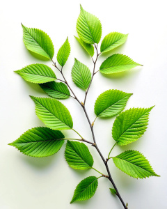 Illustration of one leafy tree branch on a white background. Clear quality 4k