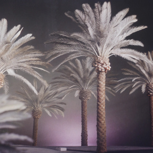 Digital art illustration for Call of Duty: Modern Warfare Remastered. Prominent display of several palm trees in a detailed and realistic texture. Dark background, detailed fronds and trunks, vibrant colors