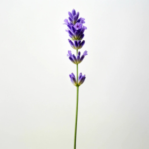 one stalk of lavender, transparent background, no shadows