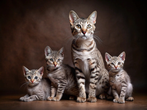 Egyptian Mau breed cat with kittens in studio with dark brown background