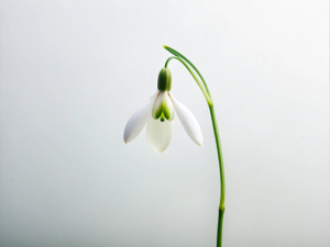 minimalist 1 Snowdrops