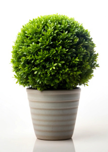 One bush in a pot on a white background no reflection Sharp picture quality, high resolution