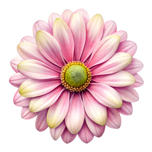 daisy
light pink
