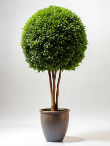 Beautiful tall stemmed bush in a pot on a white background. no reflection Sharp picture quality, high resolution