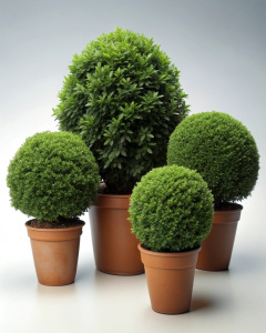 Bushes in pots on a white background Sharp picture quality, high resolution