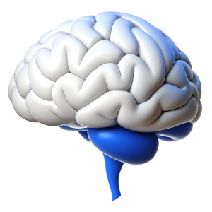brain