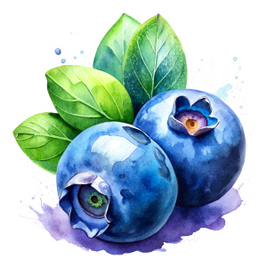 watercolor Blueberry