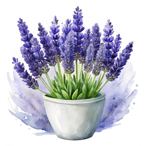 Create a watercolor style image. Lavender flowers in a white pot. The picture is centered on a white background.