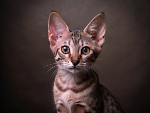Egyptian Mau breed kitten close up photo in studio with dark brown background