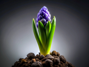 1 Hyacinth micro shoot