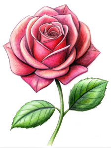  a rose clipart