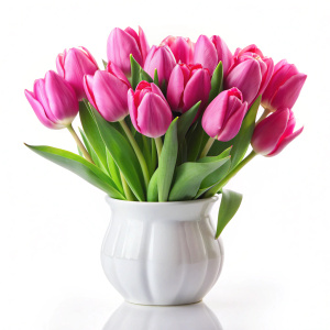 Pink Tulip flowers in white vase on white background