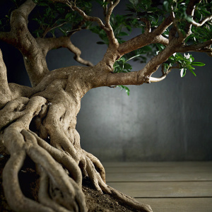 Highly detailed 3D render of a gnarled root system. Complex network of brown roots twisting and turning against a dark backdrop.