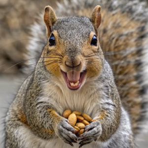 a photo of funny squirrel with mouth full of nuts