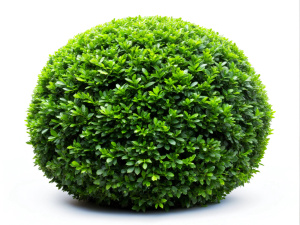 Bush on a white background Sharp picture quality, high resolution