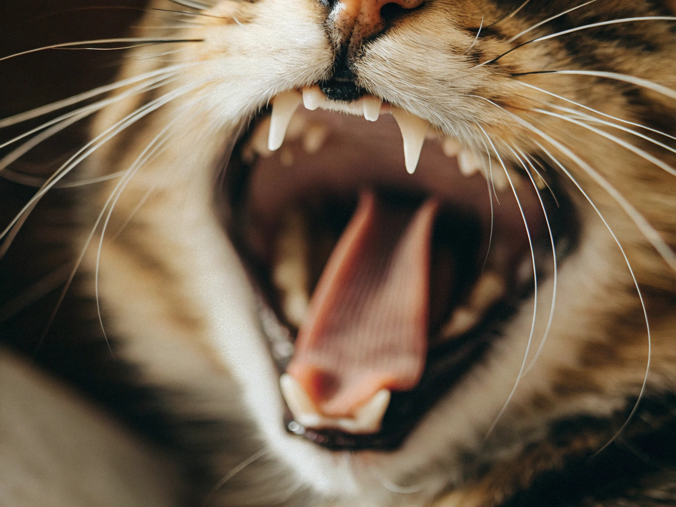 Cat's mouth