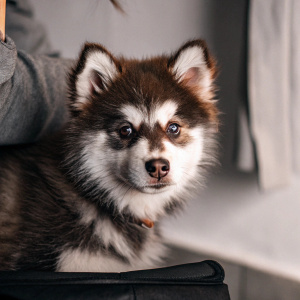 An Alaskan Klee Kai puppy, fluffy brown and white fur, staring adorably at the camera. Simple white backdrop.