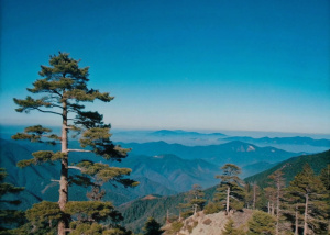 landscape in blue and green colors mountiens and pinetrees clear blue sky far away
