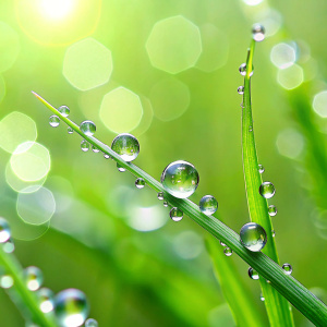 dew drops background