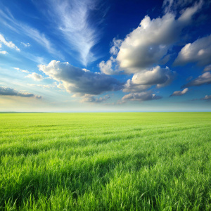 поле с травой до горизонта, неба не видно