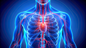  cardiovascular system