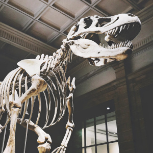 High-resolution 3D render of Giganotosaurus. Focusing on detailed skeletal structure. Dark background highlights bone features